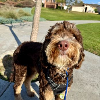 Off Leash K9 Training  - Such an attentive boy now... - Pet Training Near Me - Murrieta, California