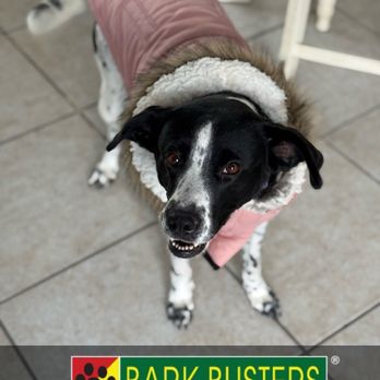 Bark Busters - Maisie learned how to get over her fear of getting in and out of the car! - Pet Training Near Me Bark Busters - Maisie learned how to get over her fear of getting in and out of the car! - Pet Training Near Me