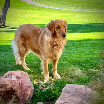 Dream Dogs - Our dog Amy - Pet Training Near Me - Bermuda Dunes, California Dream Dogs - Our dog Amy - Pet Training Near Me - Bermuda Dunes, California
