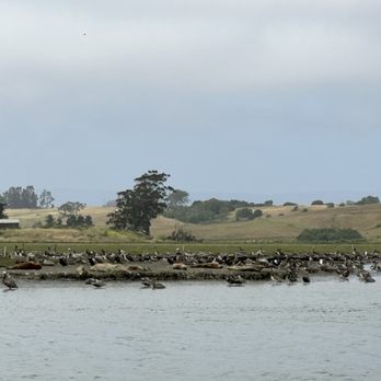 Monterey Bay Eco Tours - Seals - Boat Tours Near Me - Moss Landing, California Monterey Bay Eco Tours - Seals - Boat Tours Near Me - Moss Landing, California