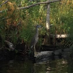 Ortega-McGirts Creek - Random bird