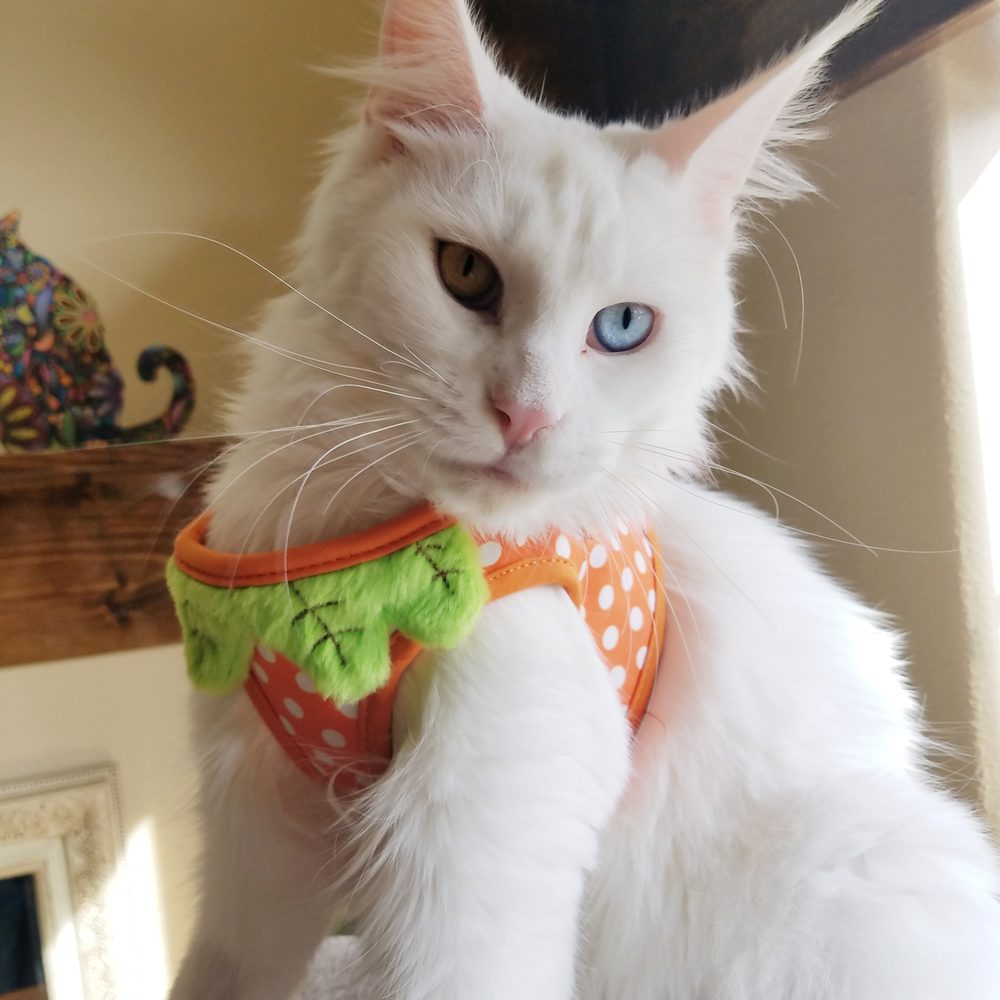 Oregon Maine Coon Cattery - Davinity and her first harness for walkies! - Pet Breeders Near Me - Estacada, Oregon Oregon Maine Coon Cattery - Davinity and her first harness for walkies! - Pet Breeders Near Me - Estacada, Oregon