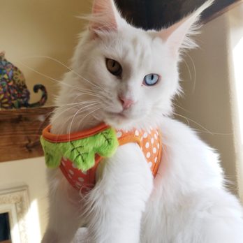 Oregon Maine Coon Cattery - Davinity and her first harness for walkies! - Pet Breeders Near Me - Estacada, Oregon Oregon Maine Coon Cattery - Davinity and her first harness for walkies! - Pet Breeders Near Me - Estacada, Oregon