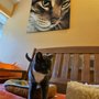 Photo of Evergreen Cat Lodge