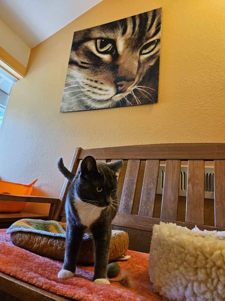 Evergreen Cat Lodge - pet boarding facility in Evergreen, CO
