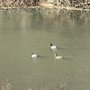 Photo of Crafton Creekside Trail