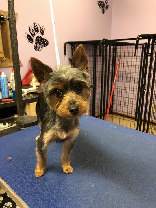 JONI’S DOG GROOMING Updated September 2024 29 Photos 596 Outpost