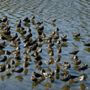 Photo of The George C Reifel Migratory Bird Sanctuary
