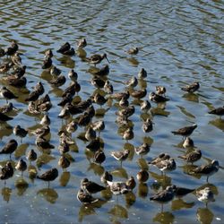 The George C Reifel Migratory Bird Sanctuary