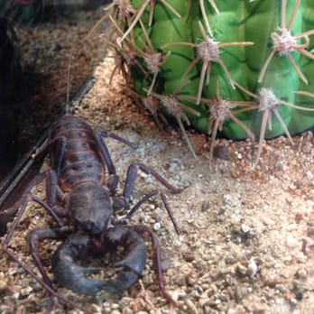 Butterfly Pavilion - Scorpion - Museums Near Me - Westminster, Colorado Butterfly Pavilion - Scorpion - Museums Near Me - Westminster, Colorado