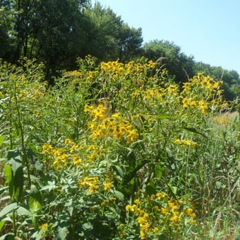 Monocacy National Battlefield - Ford Loop Trail, yellow flowers - Landmarks & Historical Buildings Near Me - Frederick, Maryland