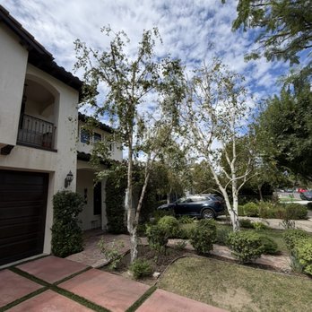 Silverstone Landscaping - Trees pruned/trimmed. - Landscaping Near Me - Los Angeles, California Silverstone Landscaping - Trees pruned/trimmed. - Landscaping Near Me - Los Angeles, California
