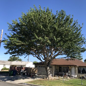 Tip Top Arborists - Same tree when we were done. Another's happy tree and customer.. - Tree Services Near Me - Lancaster, California
