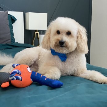 Pampered Little Paws - Pet Groomers Near Me - Cypress, Texas Pampered Little Paws - Pet Groomers Near Me - Cypress, Texas