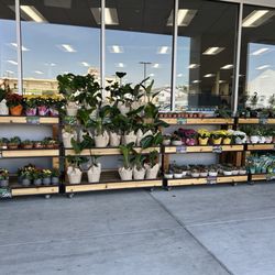 Trader Joe's - Plants and flowers as you enter