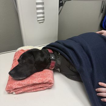 Malaherd Veterinary Hospital - In recovery post-op - Veterinarians Near Me - Albuquerque, New Mexico Malaherd Veterinary Hospital - In recovery post-op - Veterinarians Near Me - Albuquerque, New Mexico