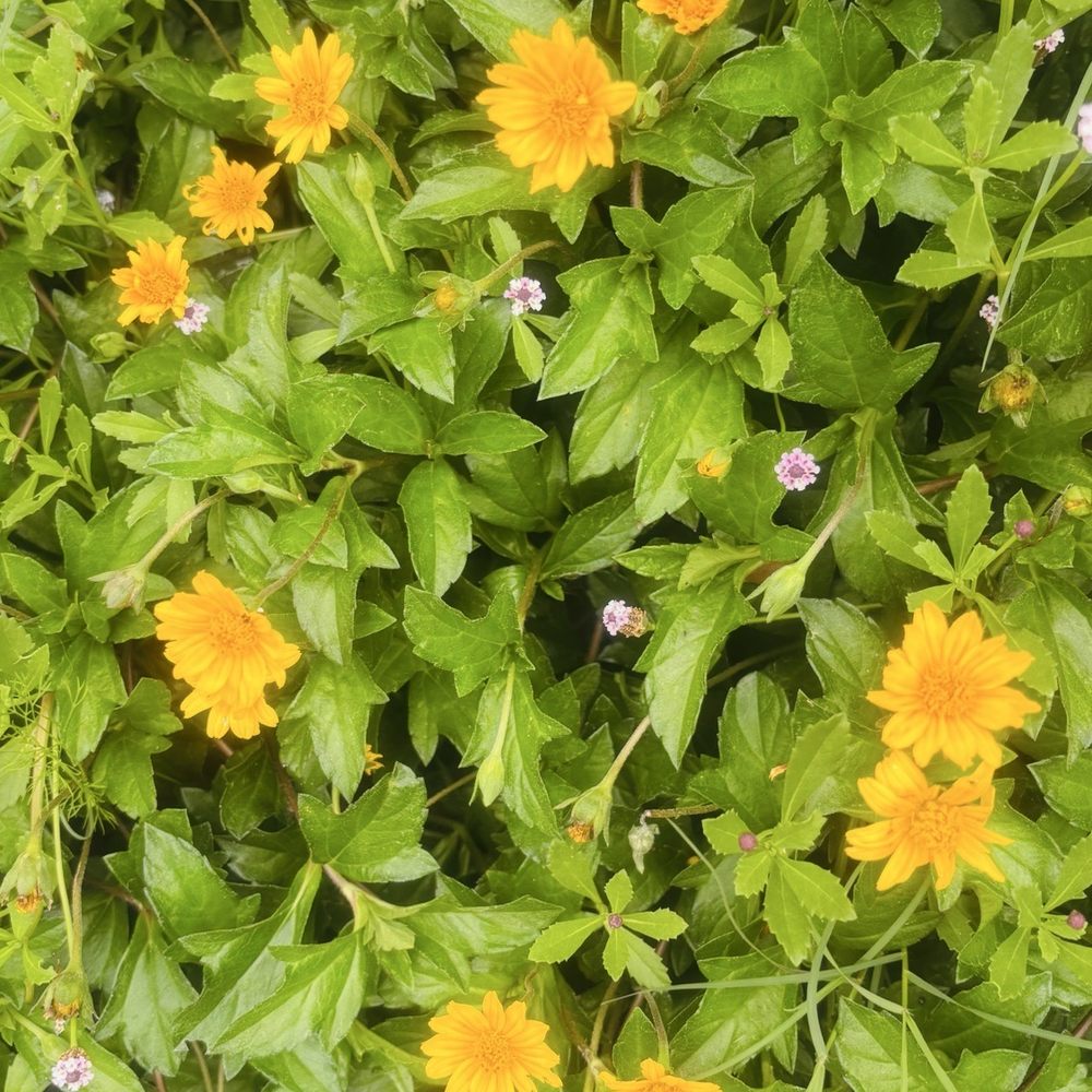 Buffalo Bayou Cistern - Flowers outside the Cistern - Historical Tours Near Me - Houston, Texas