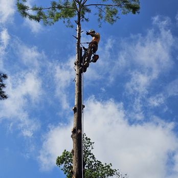 Dragon Tree Service - Getting it done - Tree Services Near Me Dragon Tree Service - Getting it done - Tree Services Near Me