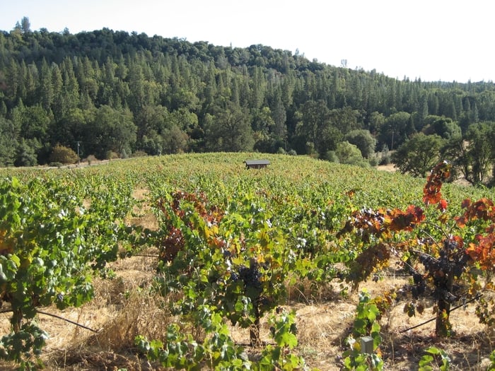 Wenzell Vineyard Logo