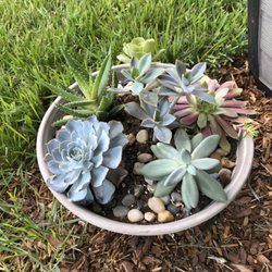 Welcome Home Flower and Gift Boutique - Succulent garden