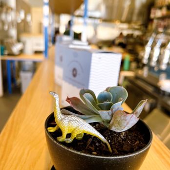Andytown Coffee Roasters - Dinos and succulents - Coffee Roasteries Near Me - San Francisco, California