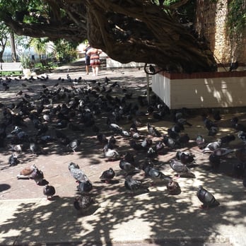 Parque de las Palomas - More pigeons - Parks Near Me - San Juan, Puerto Rico