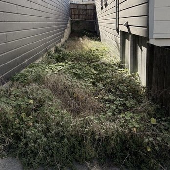 Go Green Landscape - Before - Landscaping Near Me - San Francisco, California Go Green Landscape - Before - Landscaping Near Me - San Francisco, California