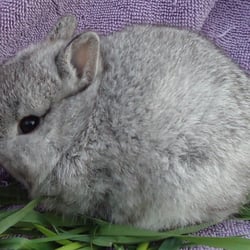 Rolling Fields Rabbitry