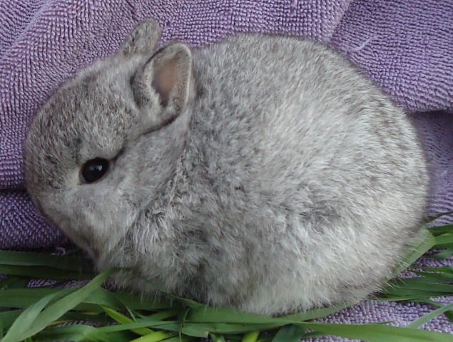 Fields Rabbit Ty ROLLING FIELDS RABBITRY - Updated June 2026 - Cherry Valley, Illinois ...