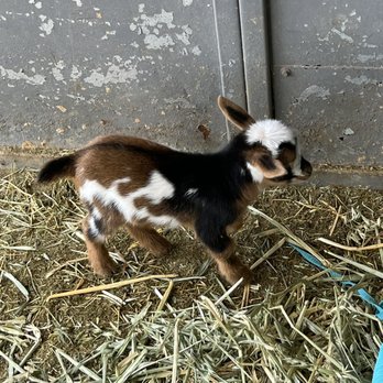 Dirty Bird Ranch - Petting Zoos Near Me