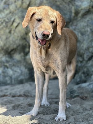 Sand Dollar Beach by null