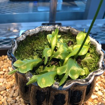 Infinity Science Center - Venus Flytrap - Museums Near Me - Pearlington, Mississippi Infinity Science Center - Venus Flytrap - Museums Near Me - Pearlington, Mississippi