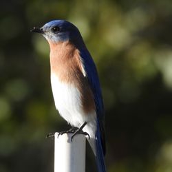 Bluebird Park - Eastern Bluebird
