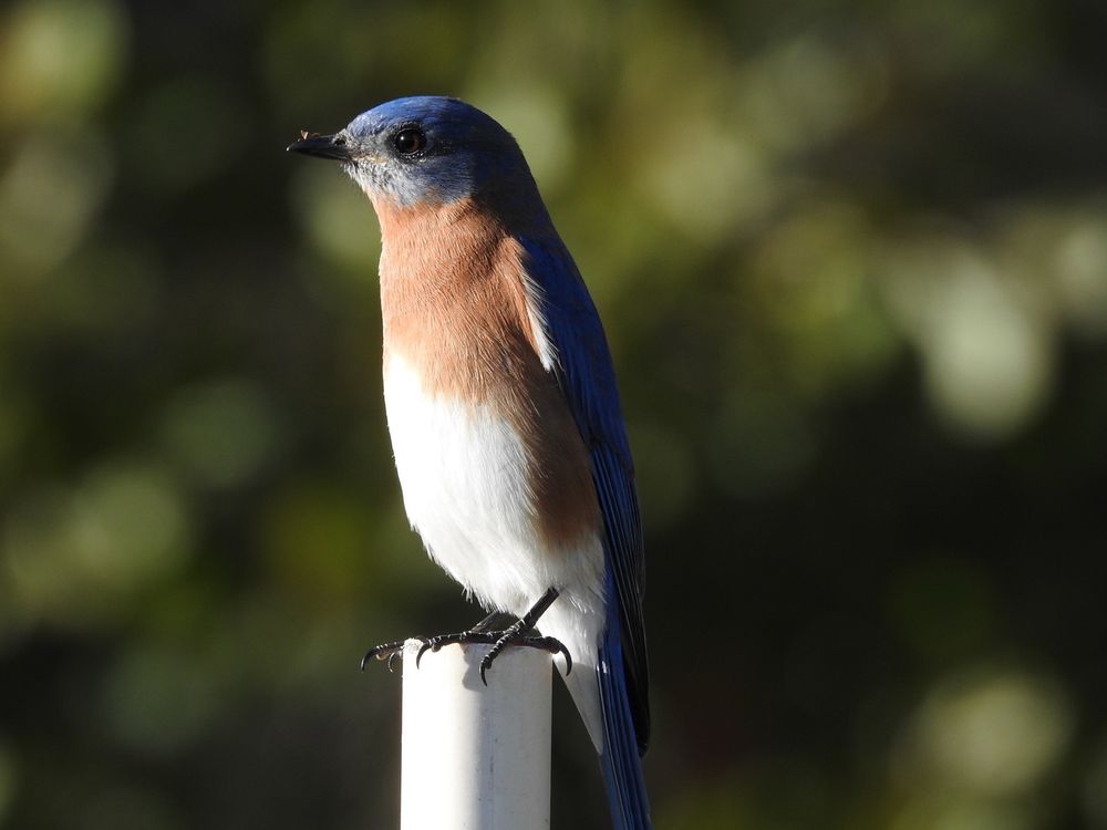 Bluebird Park Image
