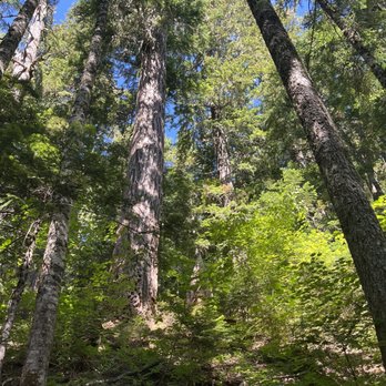 Mount Baker-Snoqualmie National Forest - Huge old Forest Douglas firs - Parks Near Me - Everett, Washington