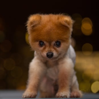 Neo Pet Spa - Graham's fresh hair cut by his stylist Jasmine - Pet Groomers Near Me - Miami, Florida
