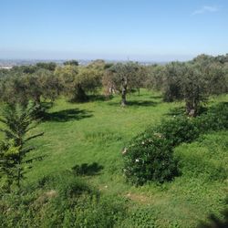 Antica Villa di Bruto - Butterflies, birds, beauty.