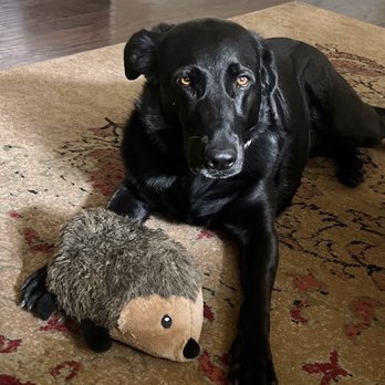 Pawsarotti's - My old girl with her FAVORITE hedgehog! - Pet Stores Near Me - Santa Rosa, California Pawsarotti's - My old girl with her FAVORITE hedgehog! - Pet Stores Near Me - Santa Rosa, California