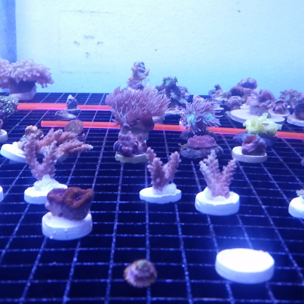 PCH Tanks - Corals of all kinds.... - Aquarium Services Near Me PCH Tanks - Corals of all kinds.... - Aquarium Services Near Me