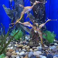 Great Lakes Aquarium