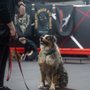 Next-Door K9 Solutions-Day Training