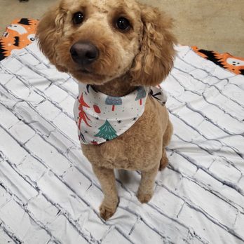 Taurus Academy Burnet - Pet Training Near Me - Austin, Texas Taurus Academy Burnet - Pet Training Near Me - Austin, Texas