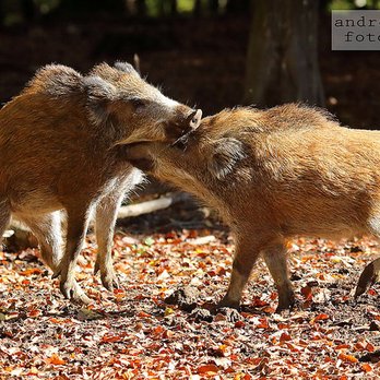 Wild- und Erlebnispark Daun - Junge Wildscheine - Zoos Near Me - Daun, RP