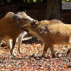 Wild- und Erlebnispark Daun - Junge Wildscheine