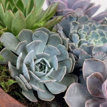 Andromeda District - Andromeda District - Nurseries & Gardening Near Me - Coral Gables, Florida