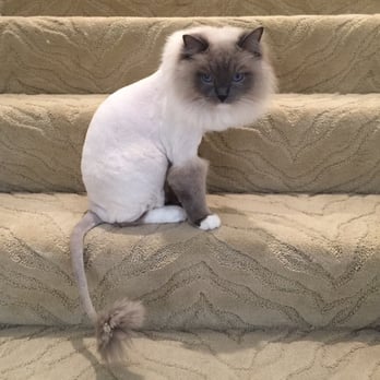 Glitterati Paw Spa - Lioncut from Glitterati Paw Spa - Pet Groomers Near Me Glitterati Paw Spa - Lioncut from Glitterati Paw Spa - Pet Groomers Near Me