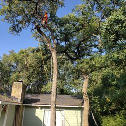 Berrios Tree Service