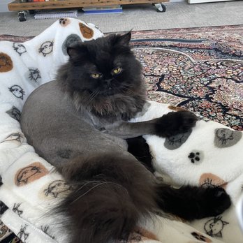 PURRology SPaw and Retreat - New haircut! - Pet Groomers Near Me - Santee, California PURRology SPaw and Retreat - New haircut! - Pet Groomers Near Me - Santee, California