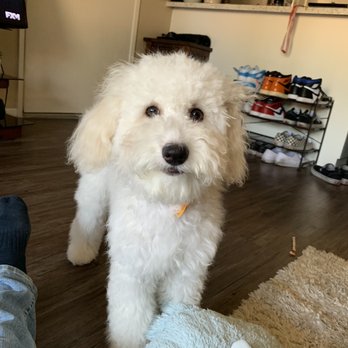 Styles Pet Grooming - Pet Groomers Near Me - Yucaipa, California Styles Pet Grooming - Pet Groomers Near Me - Yucaipa, California