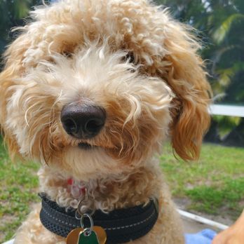 Petco - Goldie September 2025 - Pet Groomers Near Me - Lake Worth, Florida Petco - Goldie September 2025 - Pet Groomers Near Me - Lake Worth, Florida